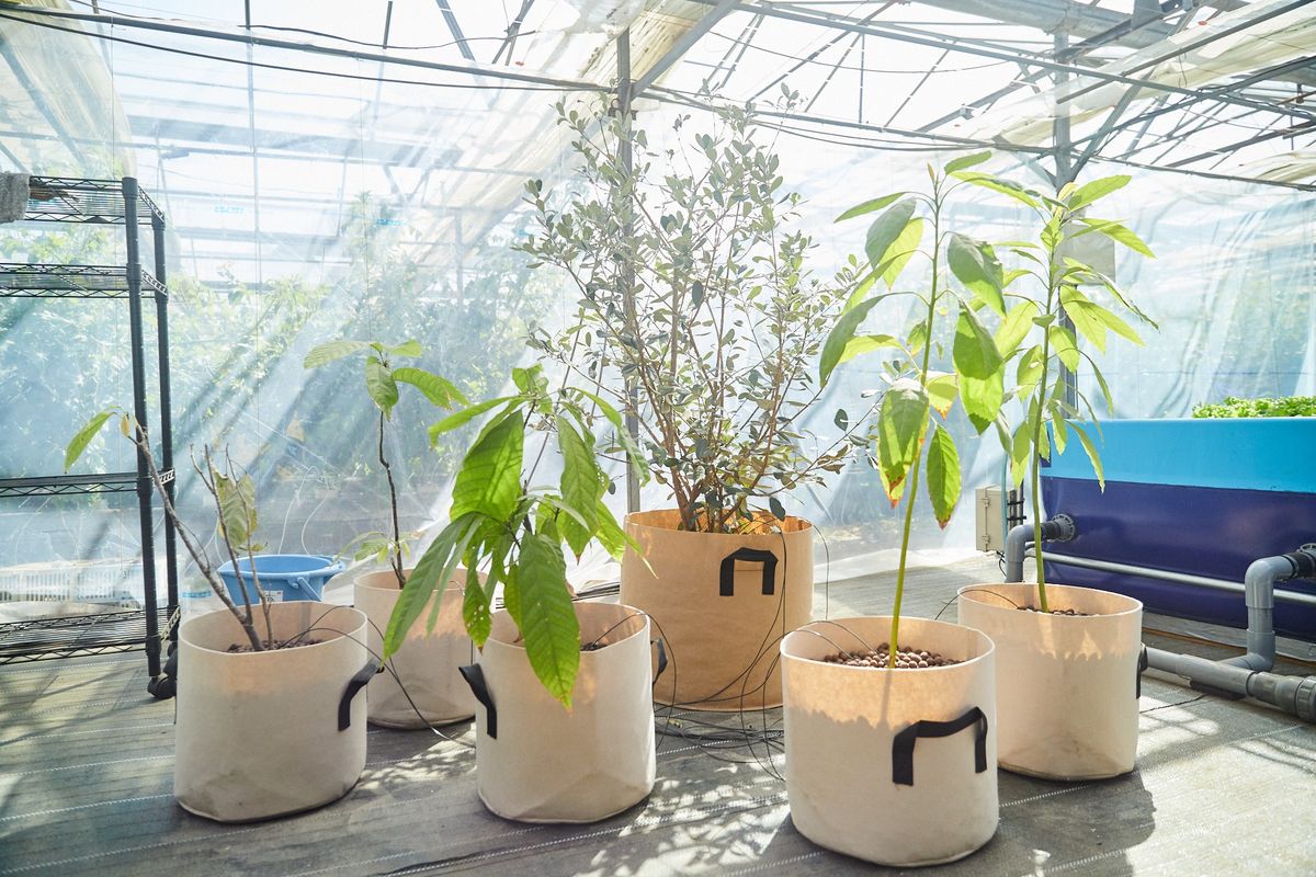 アクアポニックスで育てたカカオなどの樹木