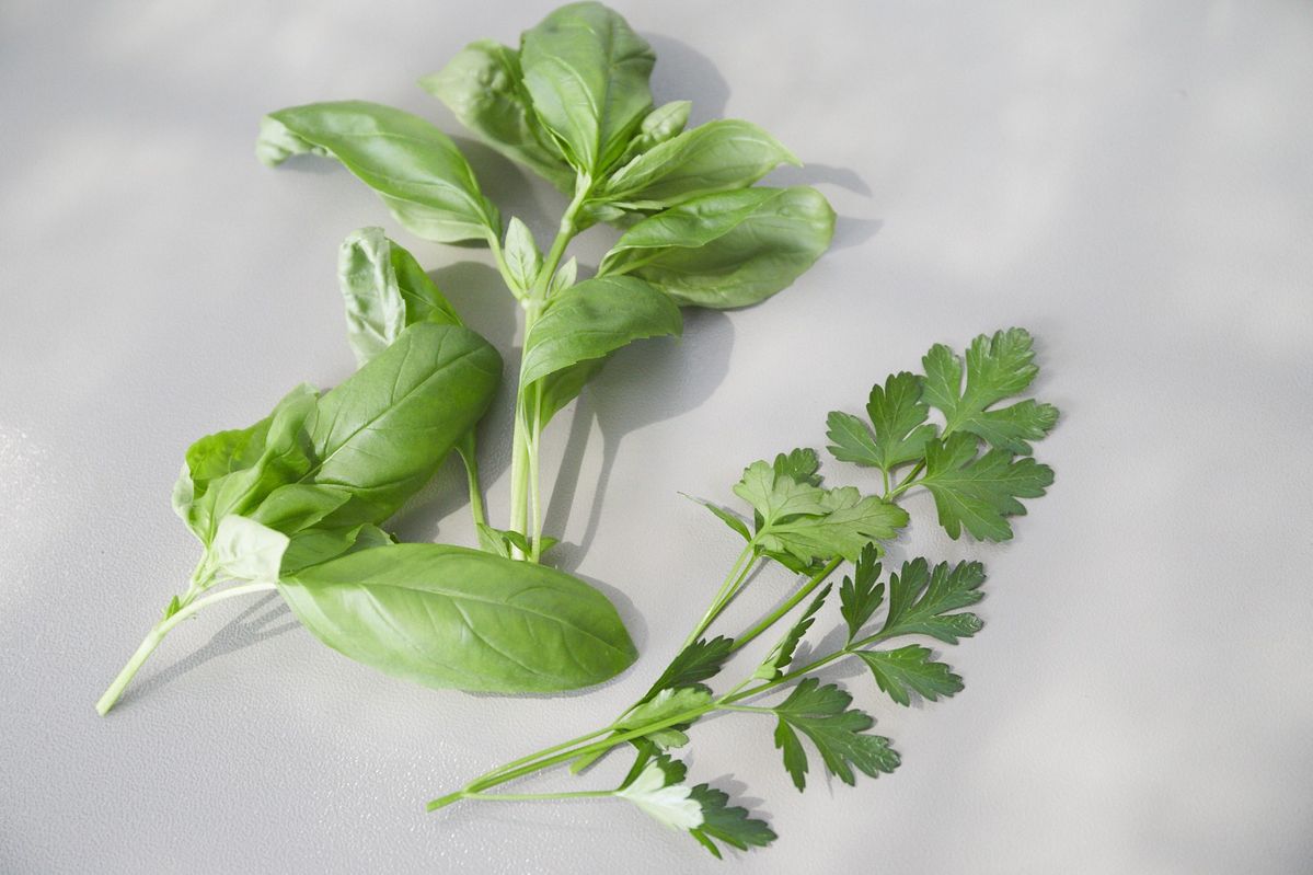 収穫したイタリアンパセリとバジル
