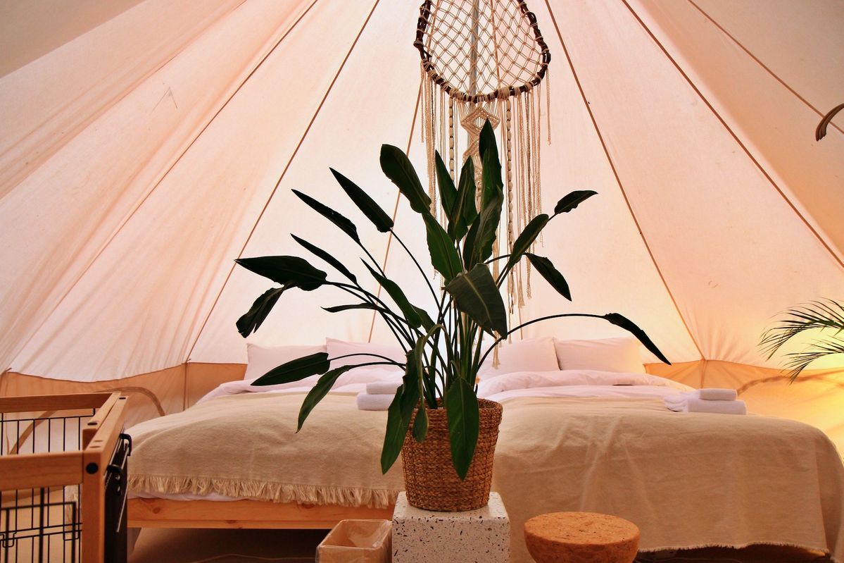 中央に観葉植物が飾られたテントの室内