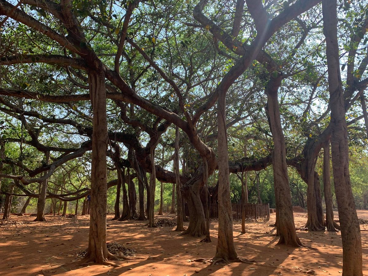 「Forest Talk」のイメージ画像