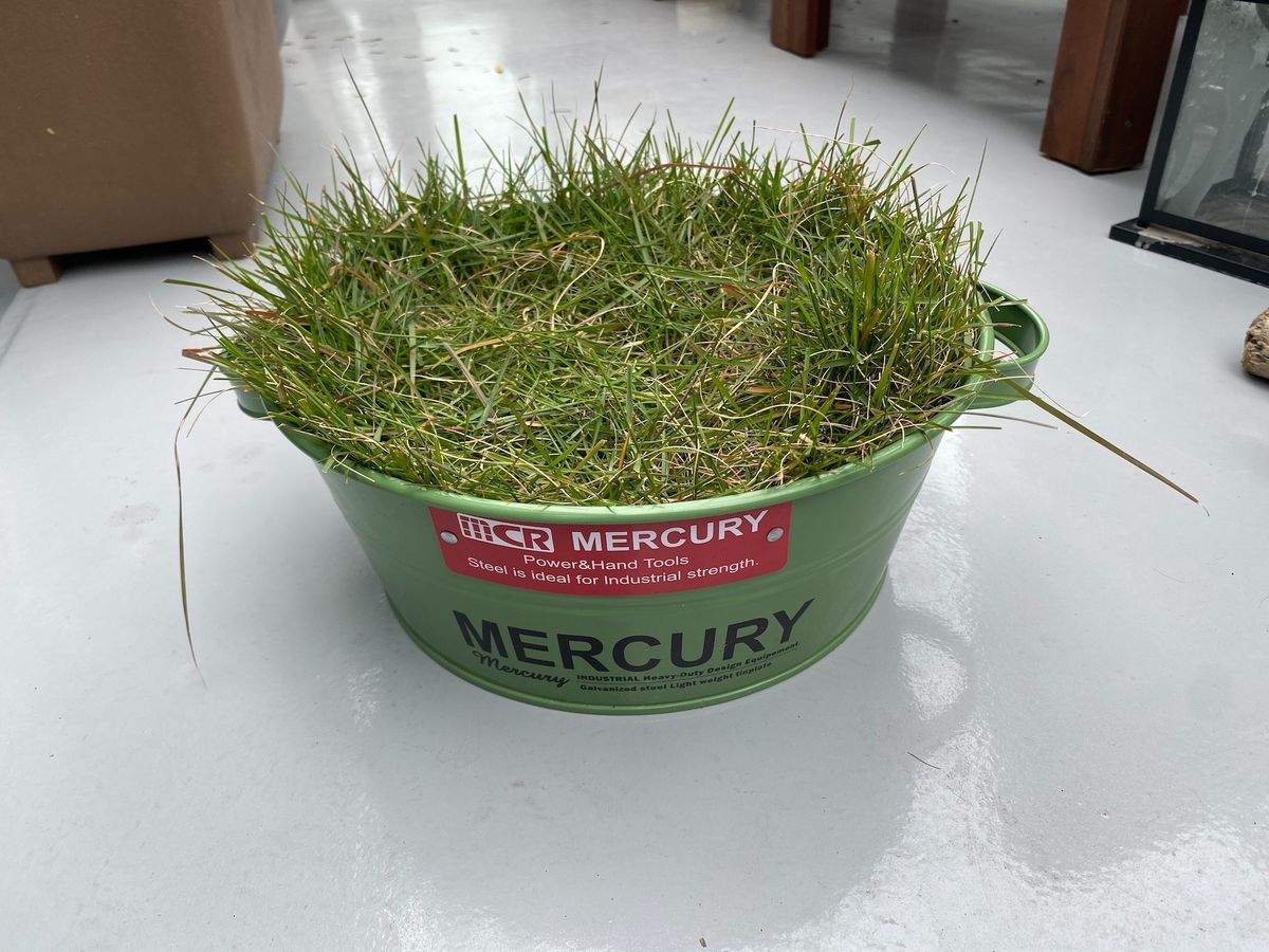 芝とバケツ