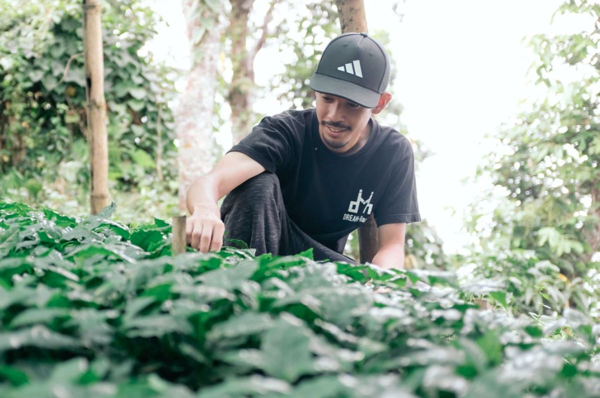 コーヒーの苗を育てるようす