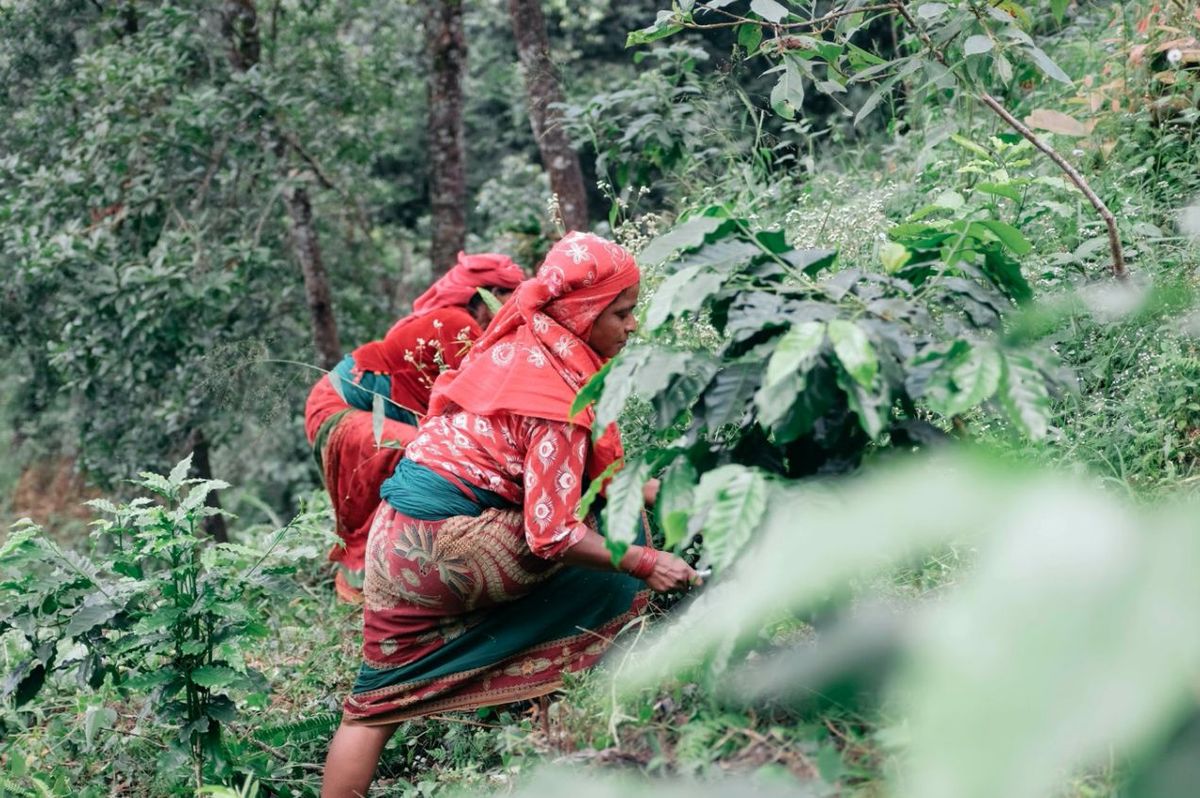 栽培に取り組む現地の人々