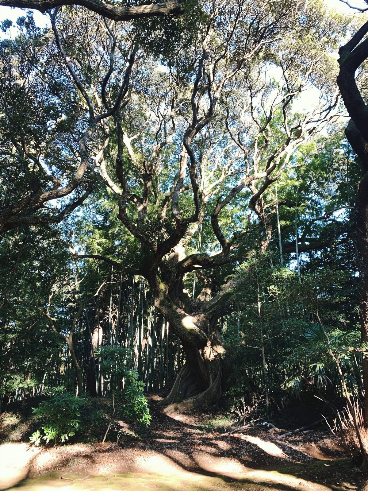大田由香梨さんの画像④