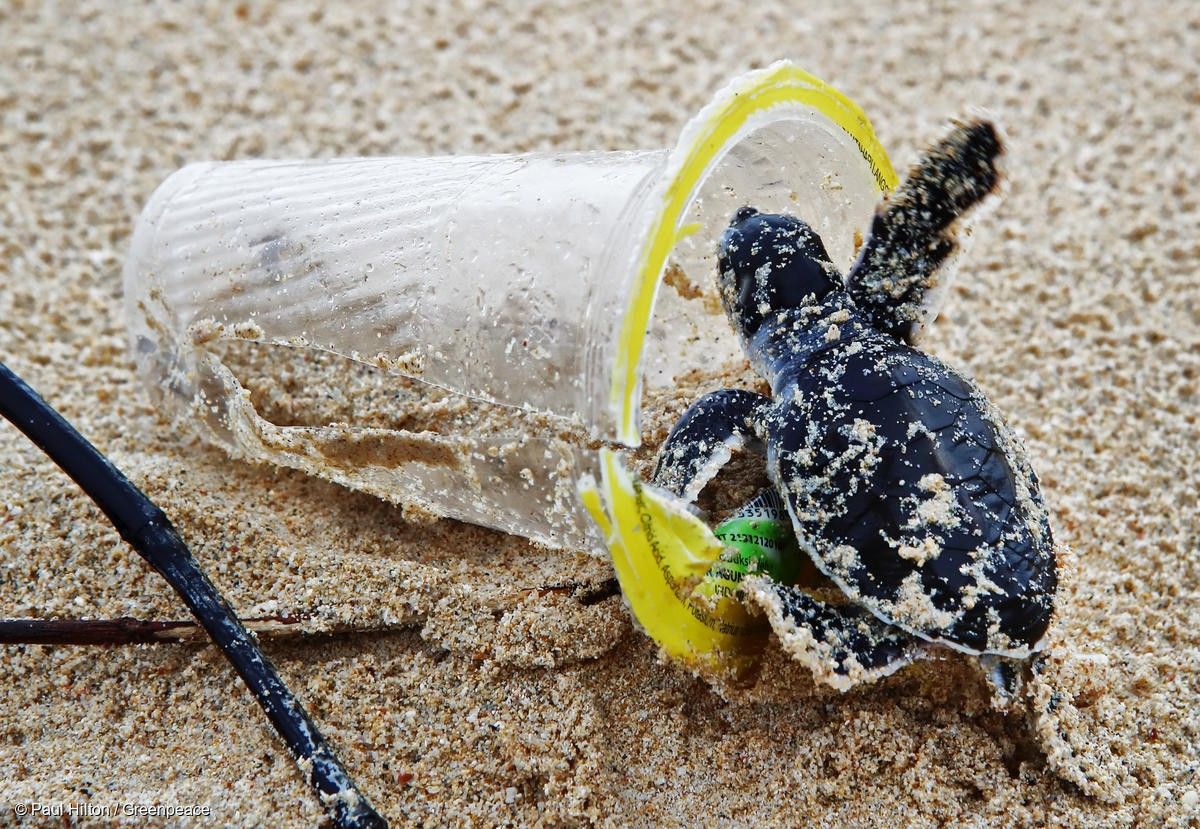 砂浜に捨てられたプラスチックカップに入ろうとする海亀の赤ちゃん