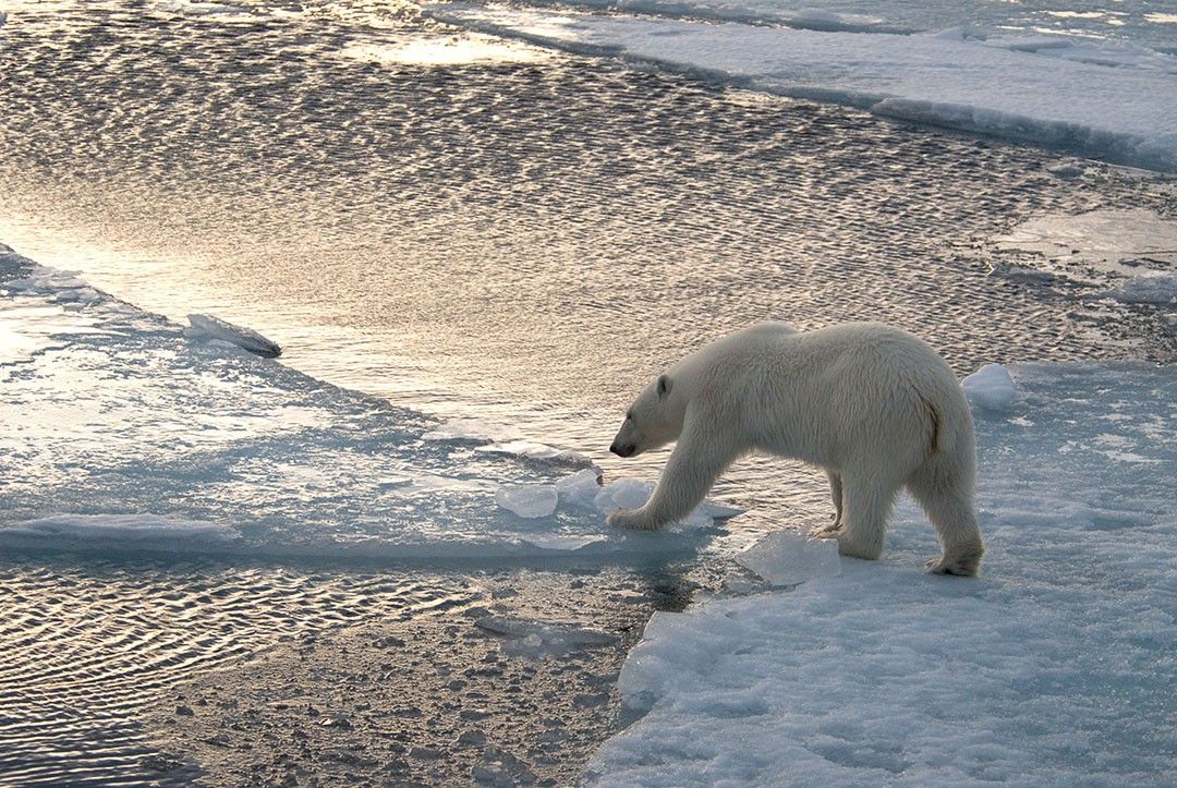 ホッキョクグマと氷河