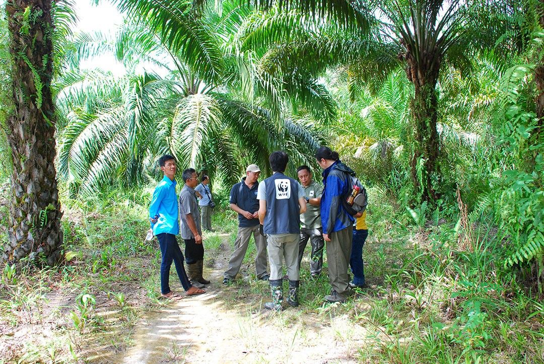 環境保護活動をするWWFスタッフ