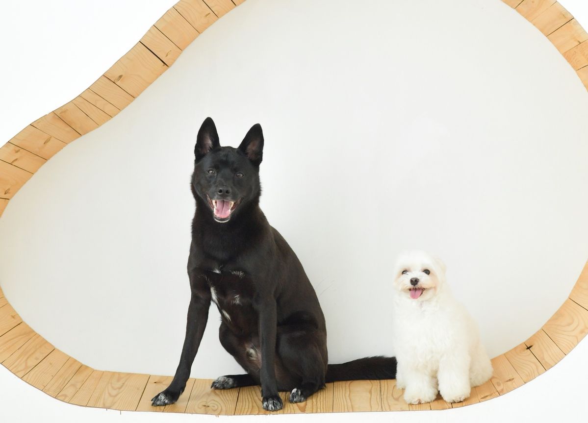 2匹の犬