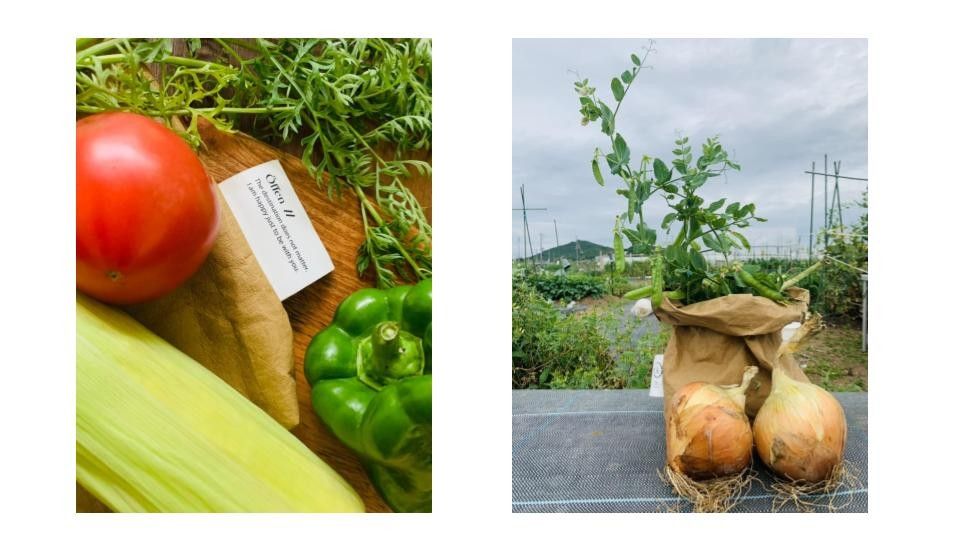 オッフェンファームでつくられた無農薬季節野菜