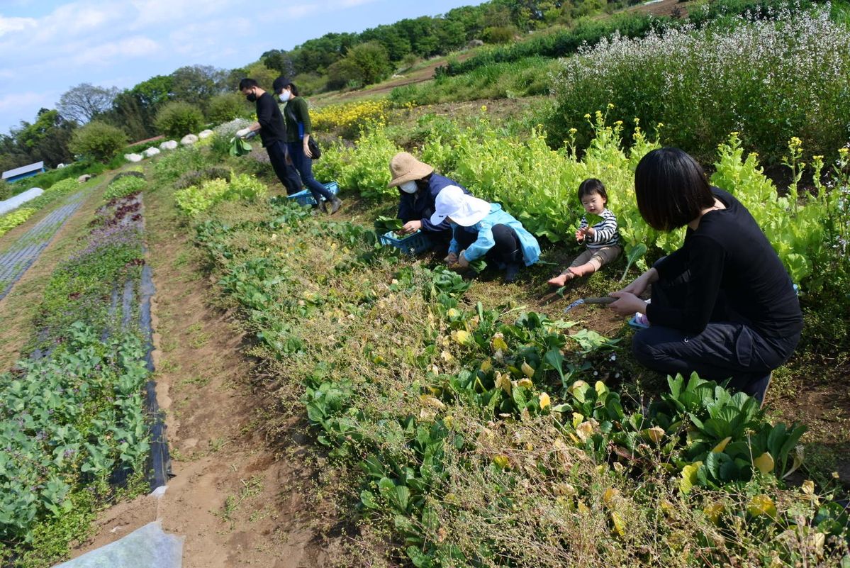 農作業を行う様子