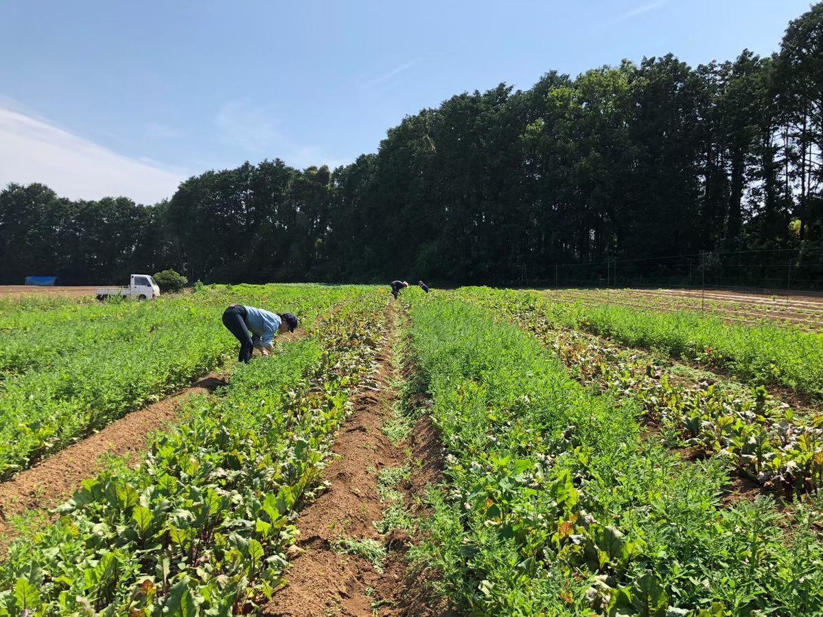 一面に広がる畑