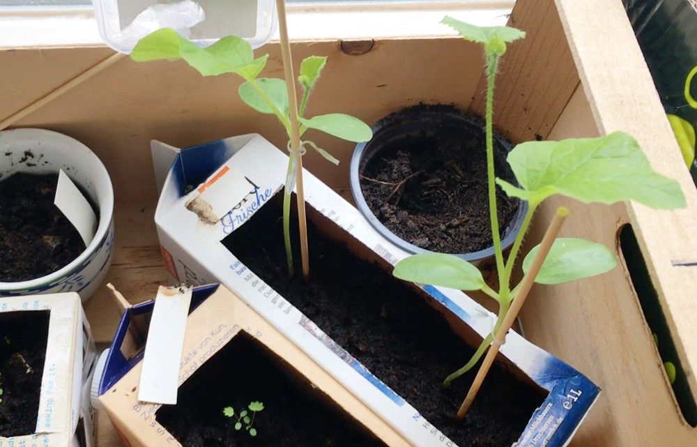 牛乳パックの土から芽吹いた野菜