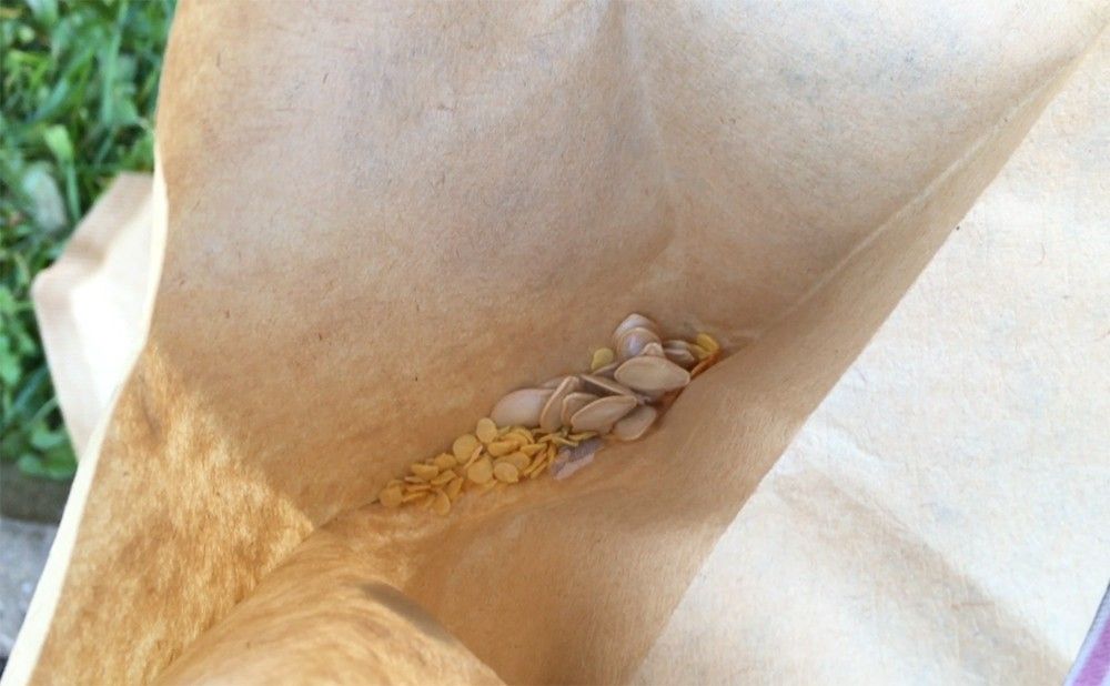 友人から譲ってもらったという種