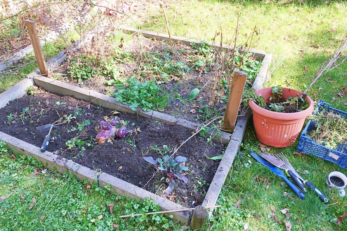 雑草が生え放題の庭の畑