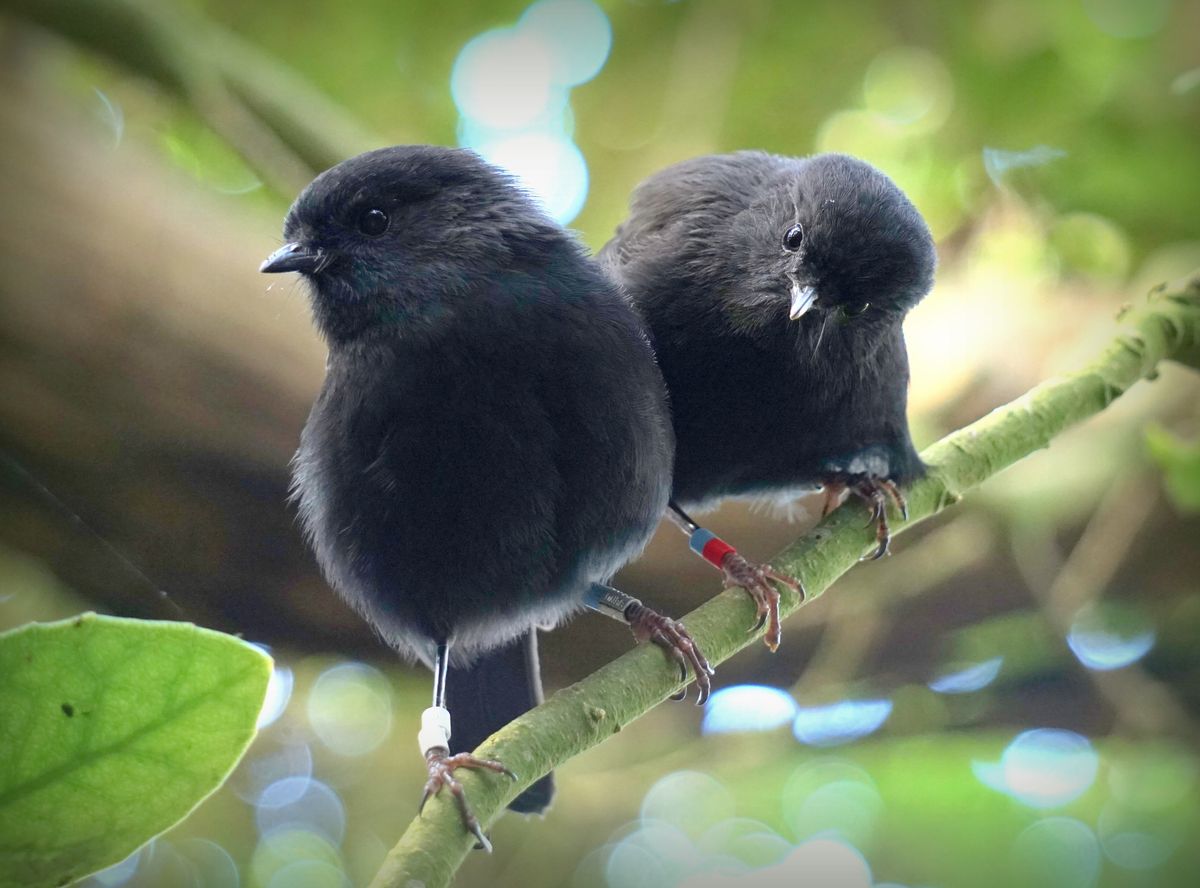 カカルイアの写真