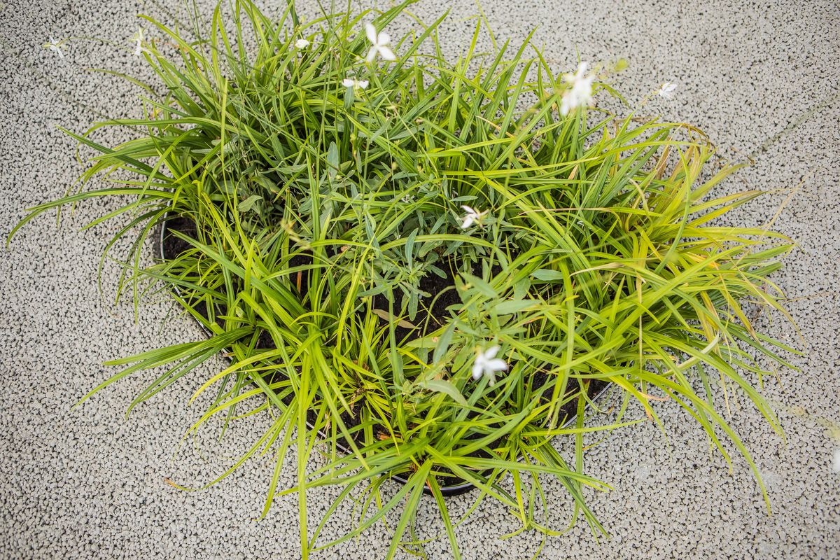 ウォーターベンチの花壇で育つ緑