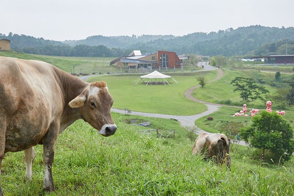 クルックフィールズで放し飼いされている牛