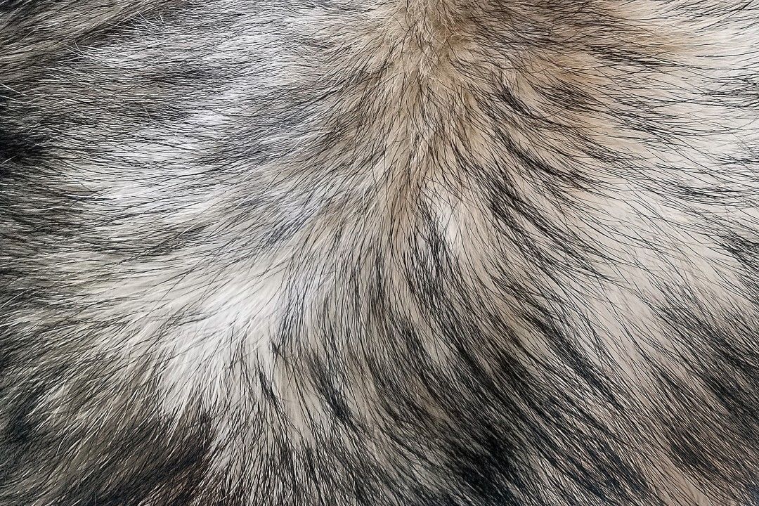 アイルランドで毛皮禁止