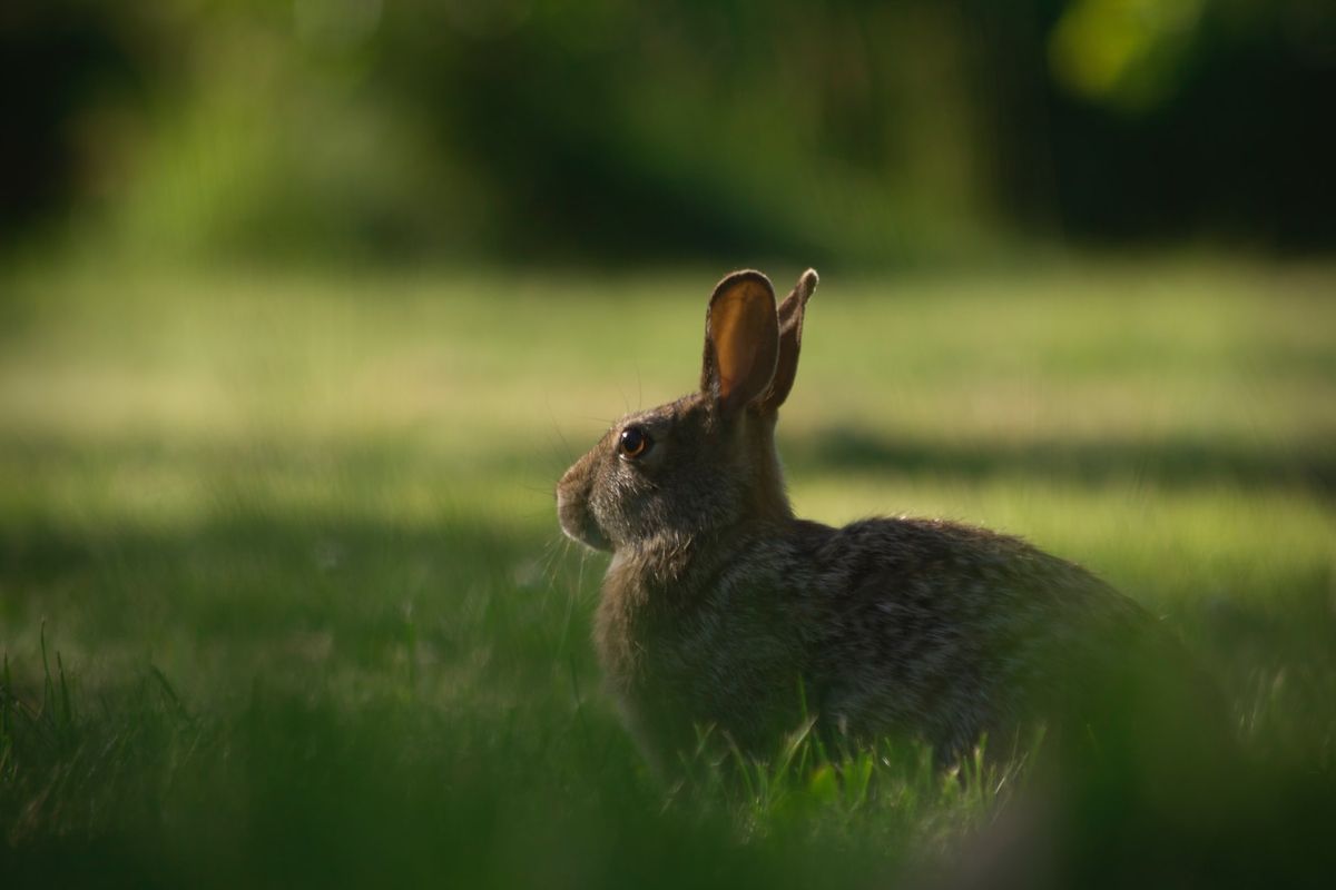 リーピングバニーは、動物実験を行わない「クルエルティフリー」の認証制度