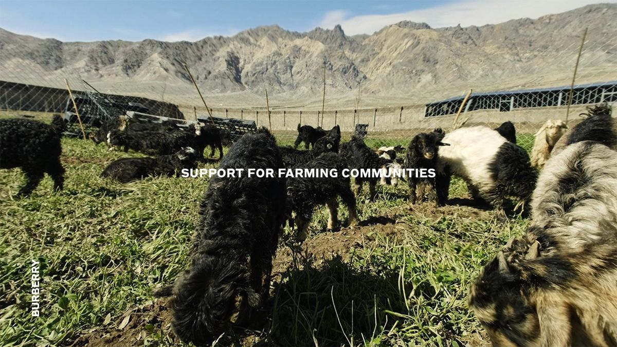 草を食べる動物