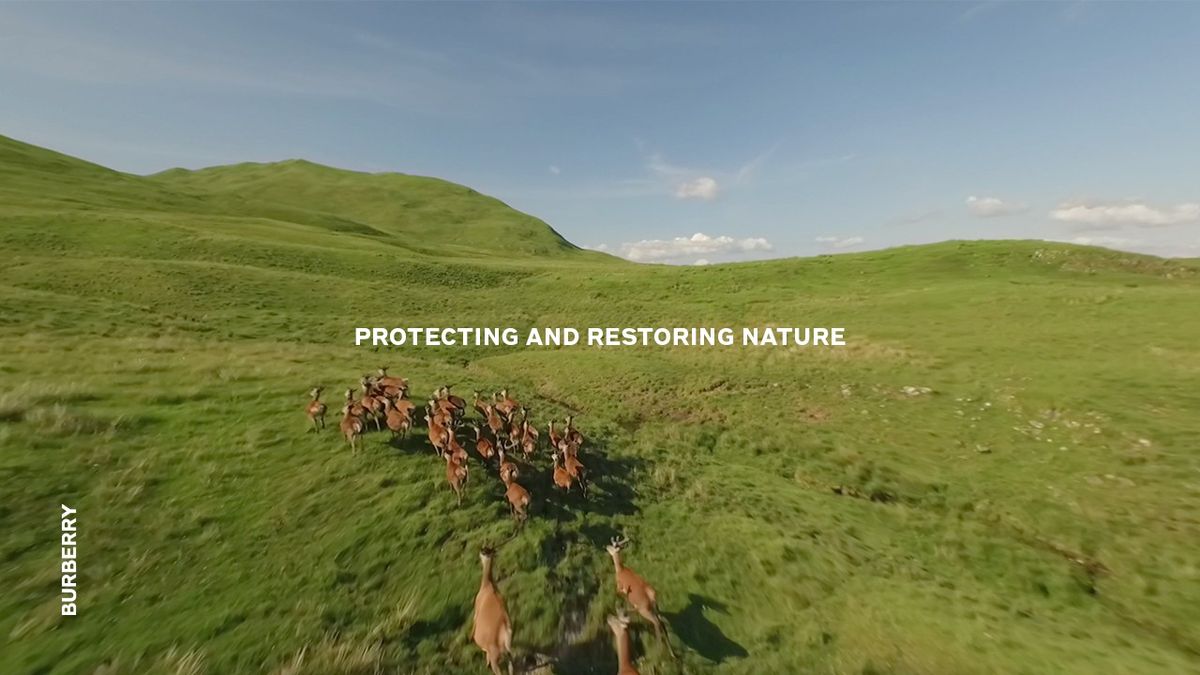 草原を走る動物たち