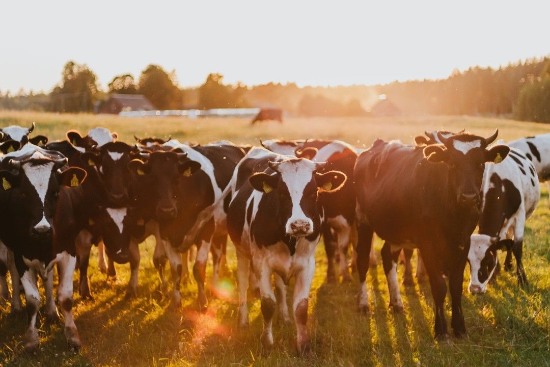 肉を食べると温室効果ガスを多く排出する
