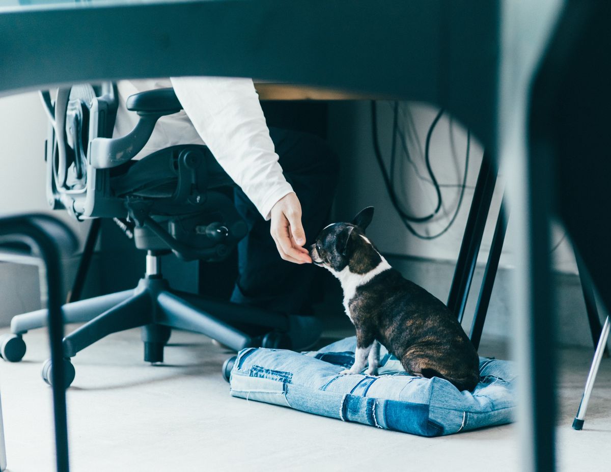 愛犬を撫でる飼い主