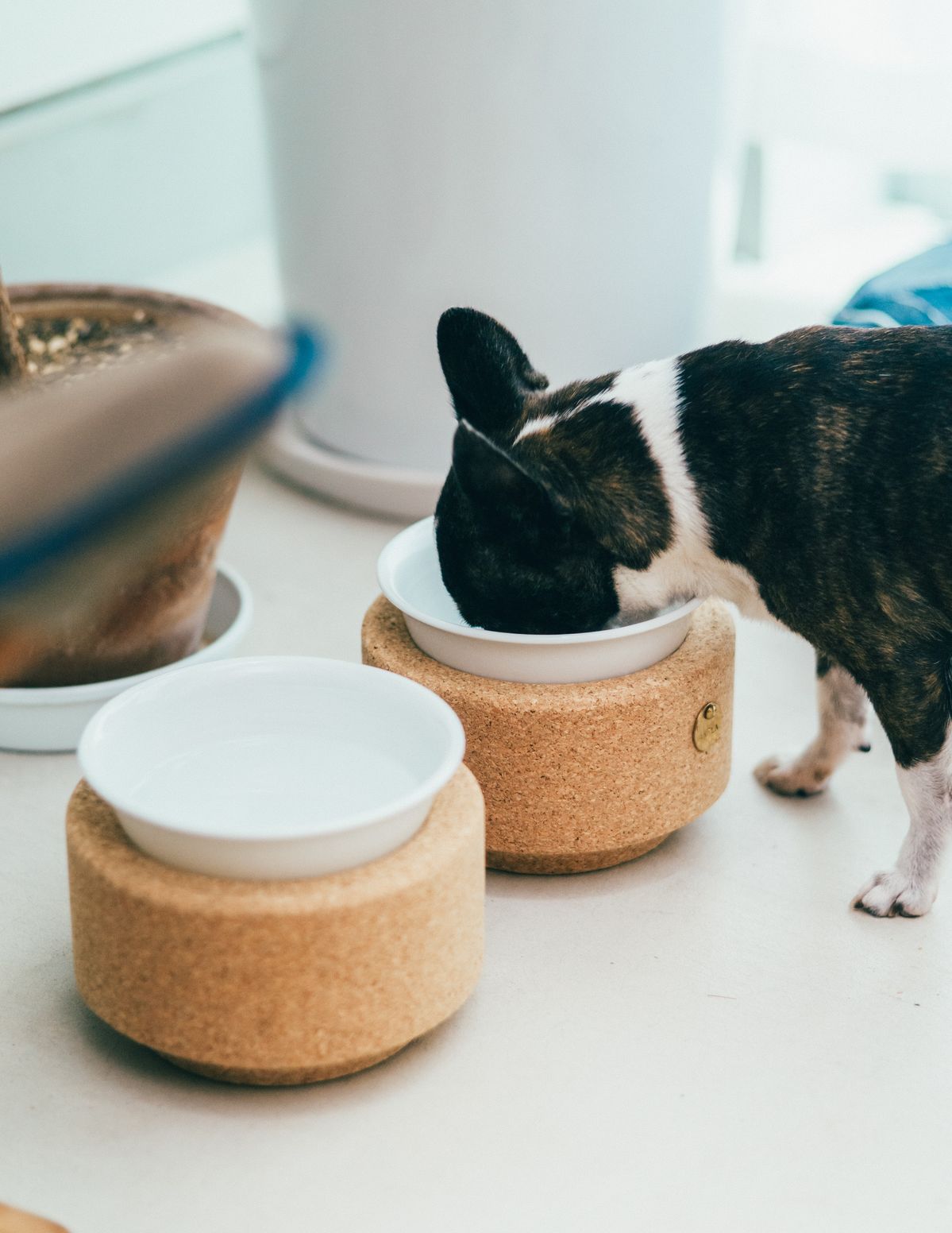 再生コルクボウルでご飯を食べる犬