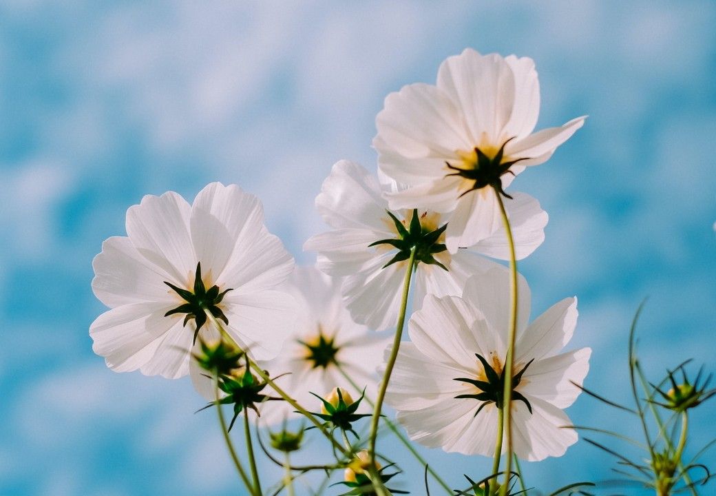 Bコープ認証を取得した化粧品会社が連合「Bビューティ」を発足