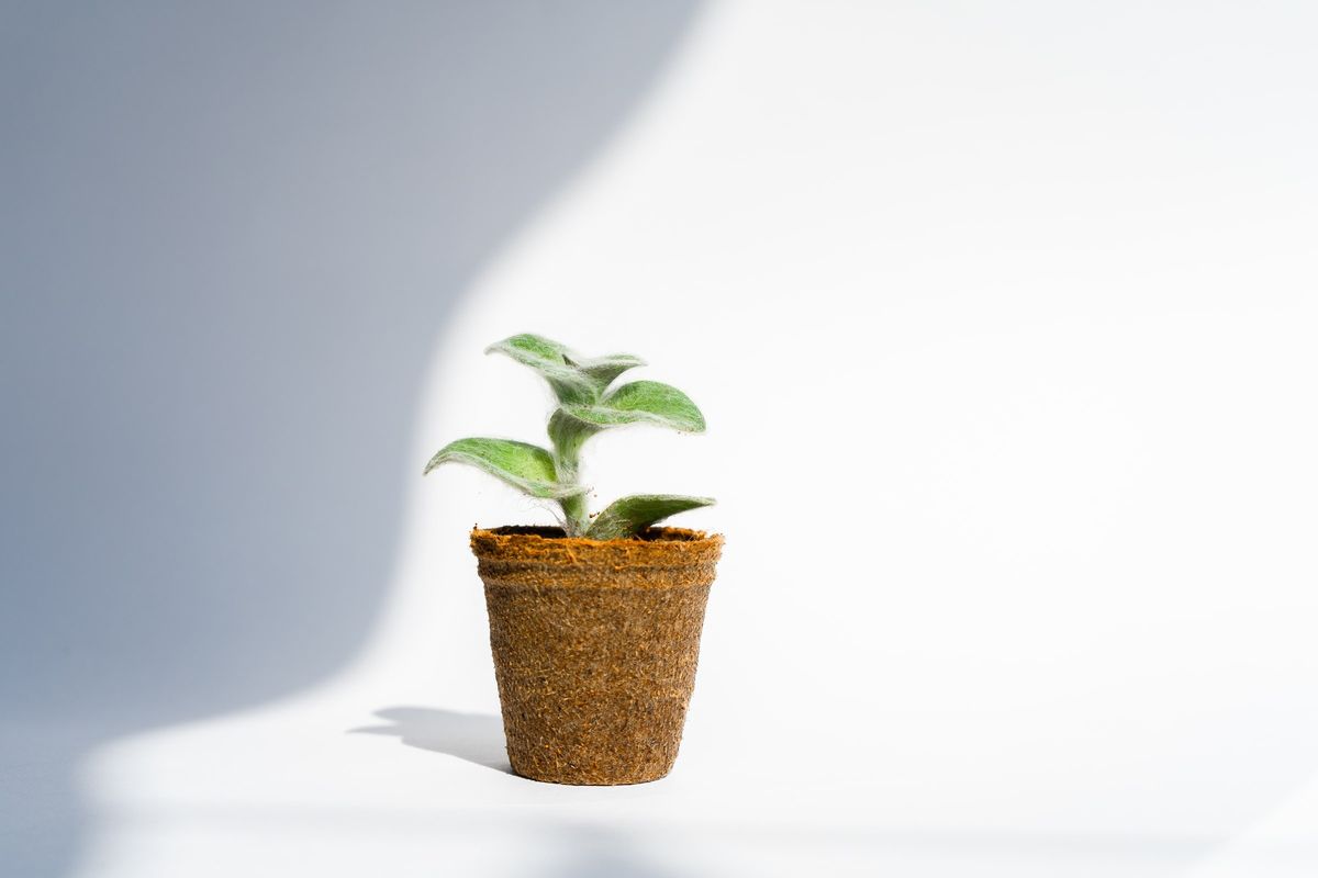 麻でできた鉢植えに生える植物