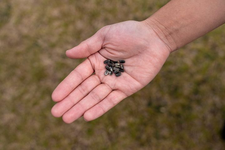 Allbirds ひまわりの種で未来につながる気づきを Eleminist エレミニスト