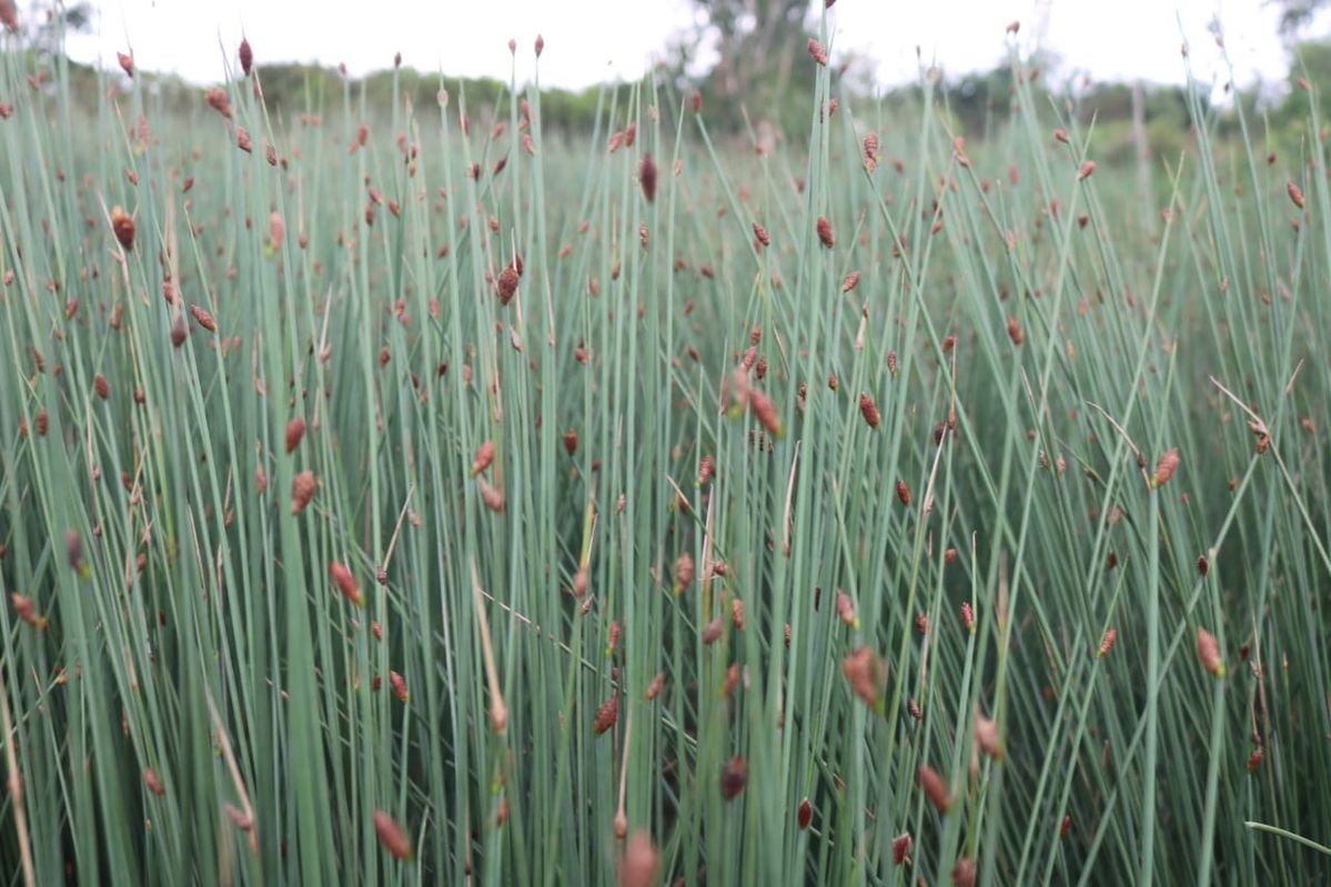 草ストローの原料 草