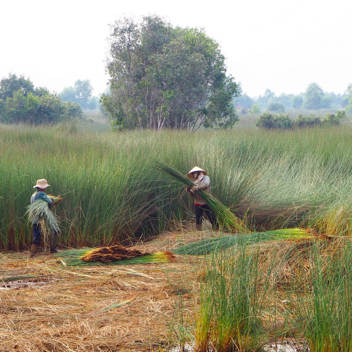 ベトナムの様子