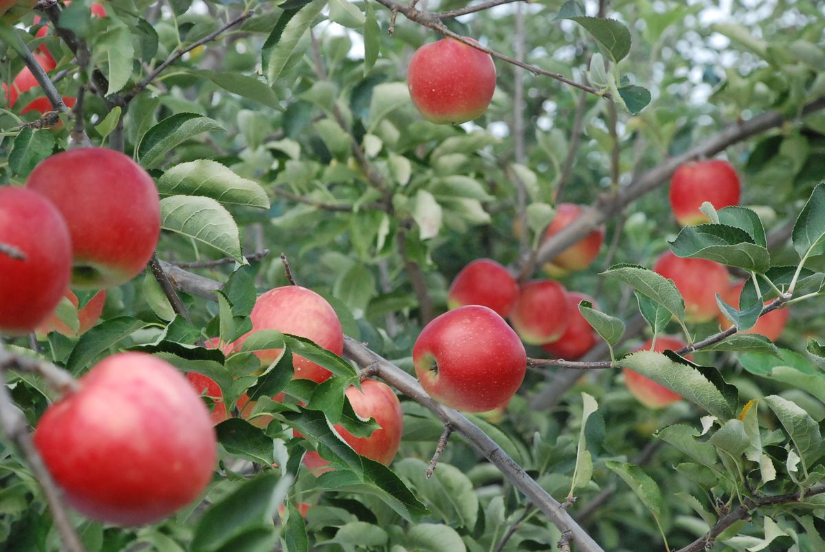 丸々と実ったりんご