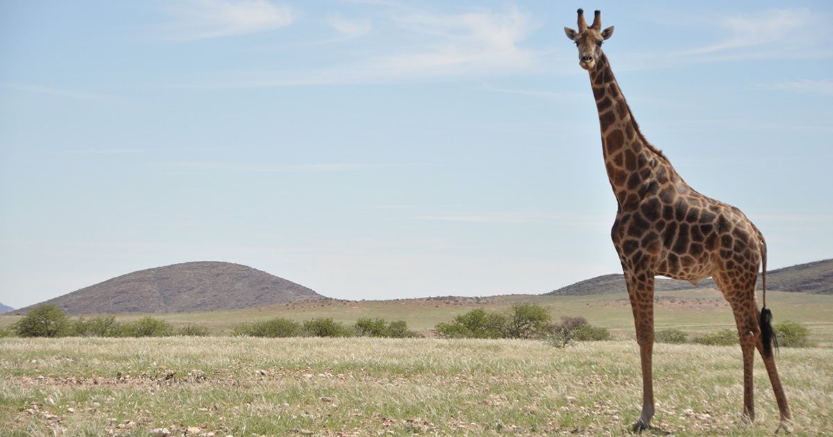 草原に立つキリン