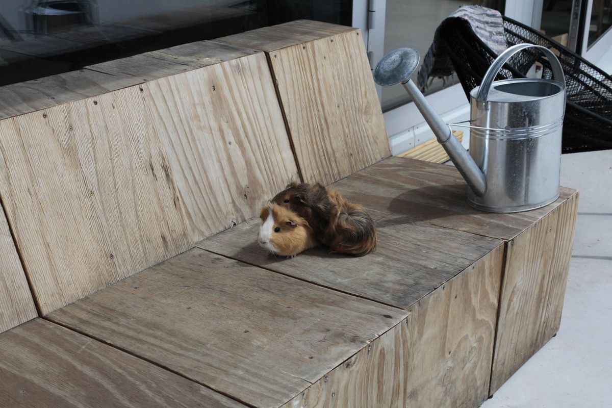 放し飼いのモルモット