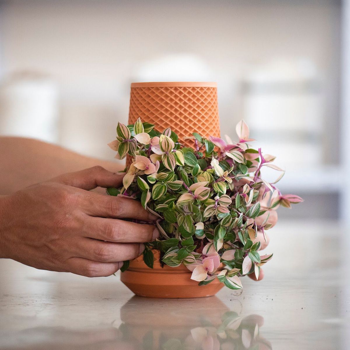 植物がくくりつけられた「Terraplanter」