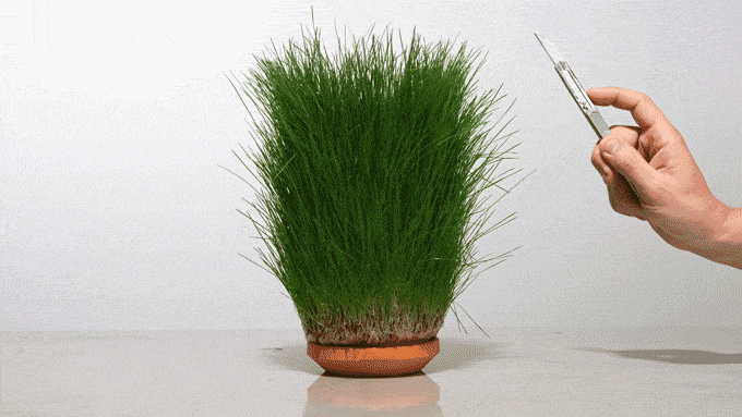 植物を切り取った様子