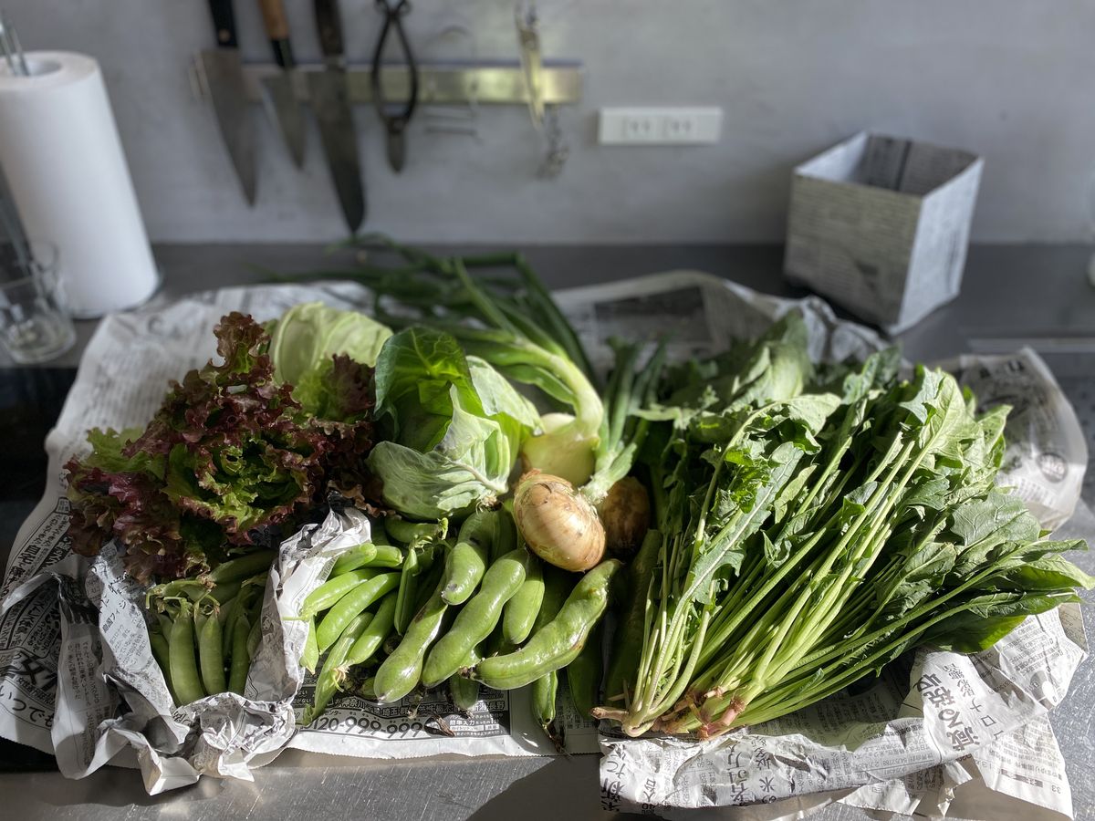 畑で収穫した野菜たち