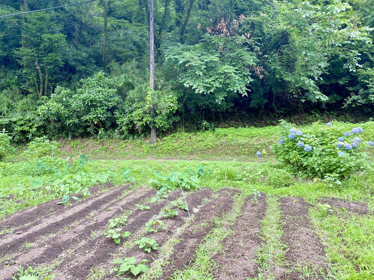 近所の土地を借りて最近始めた畑