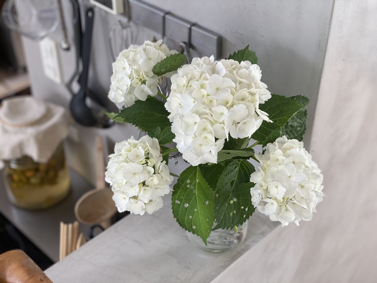 先日摘んだ紫陽花