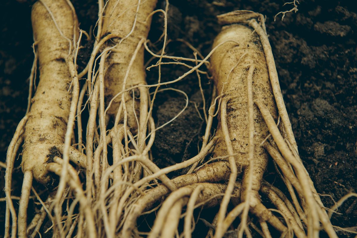 オタネニンジンの根