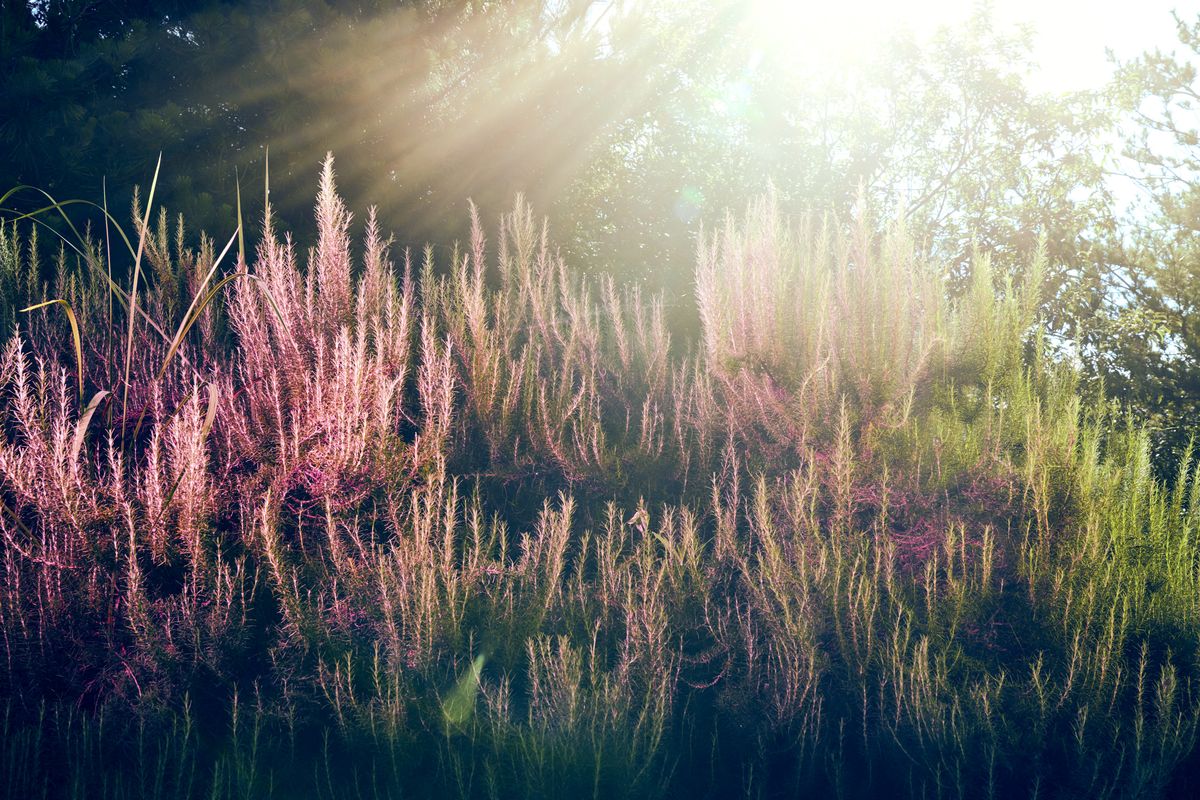 光が差し込む自然の中