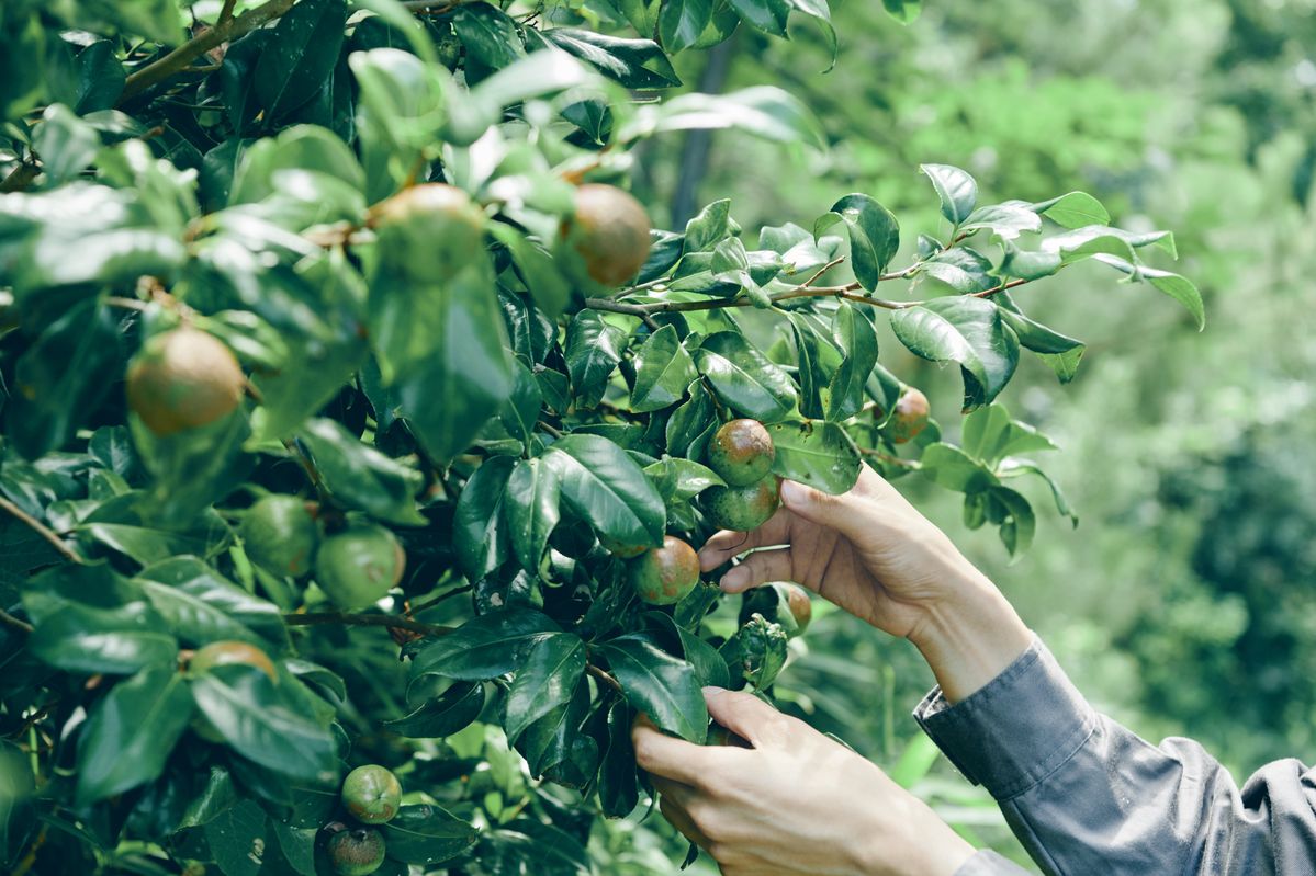 ツバキの収穫風景