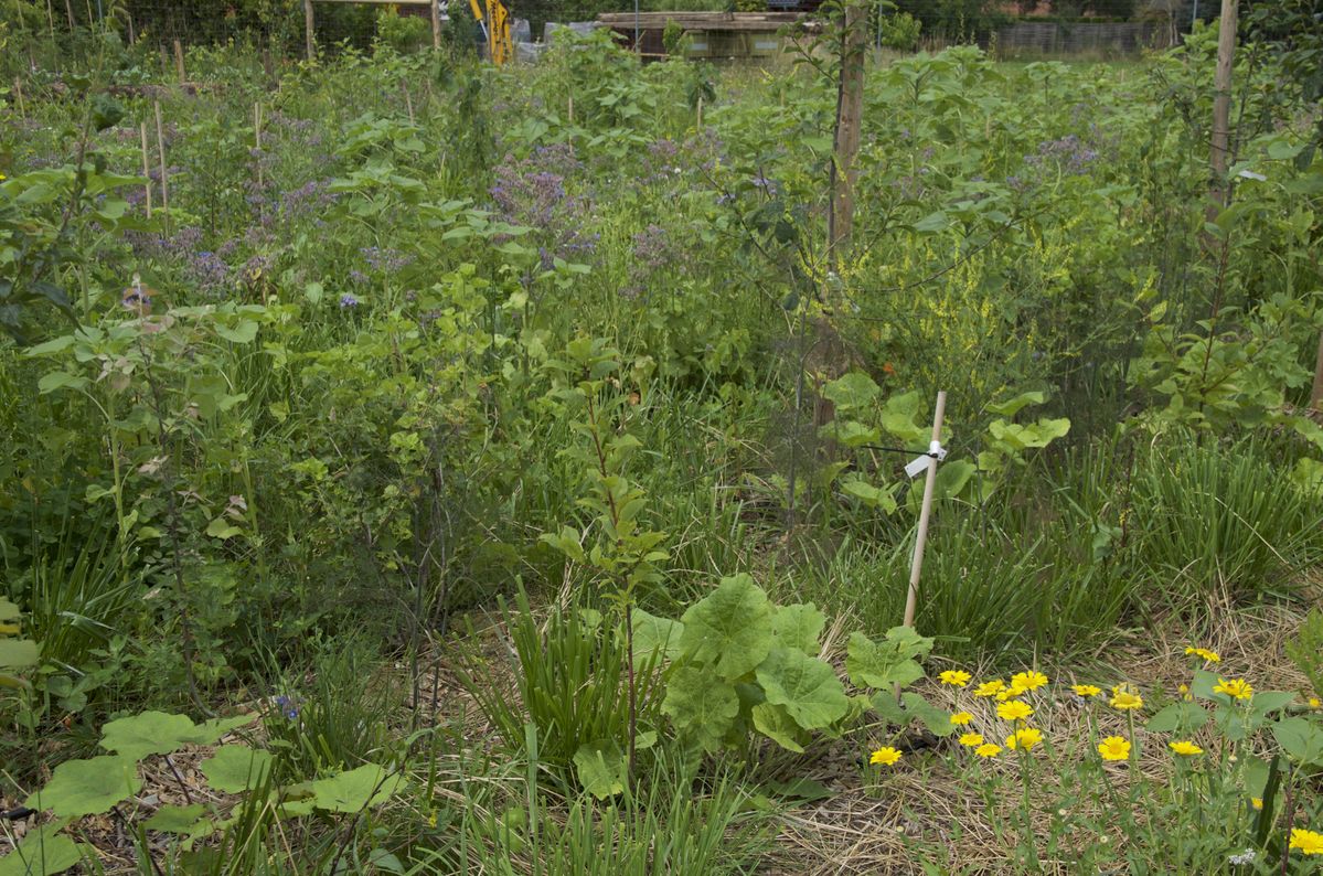 互い違いの高さの多年生植物たちが混ざって育つ様子