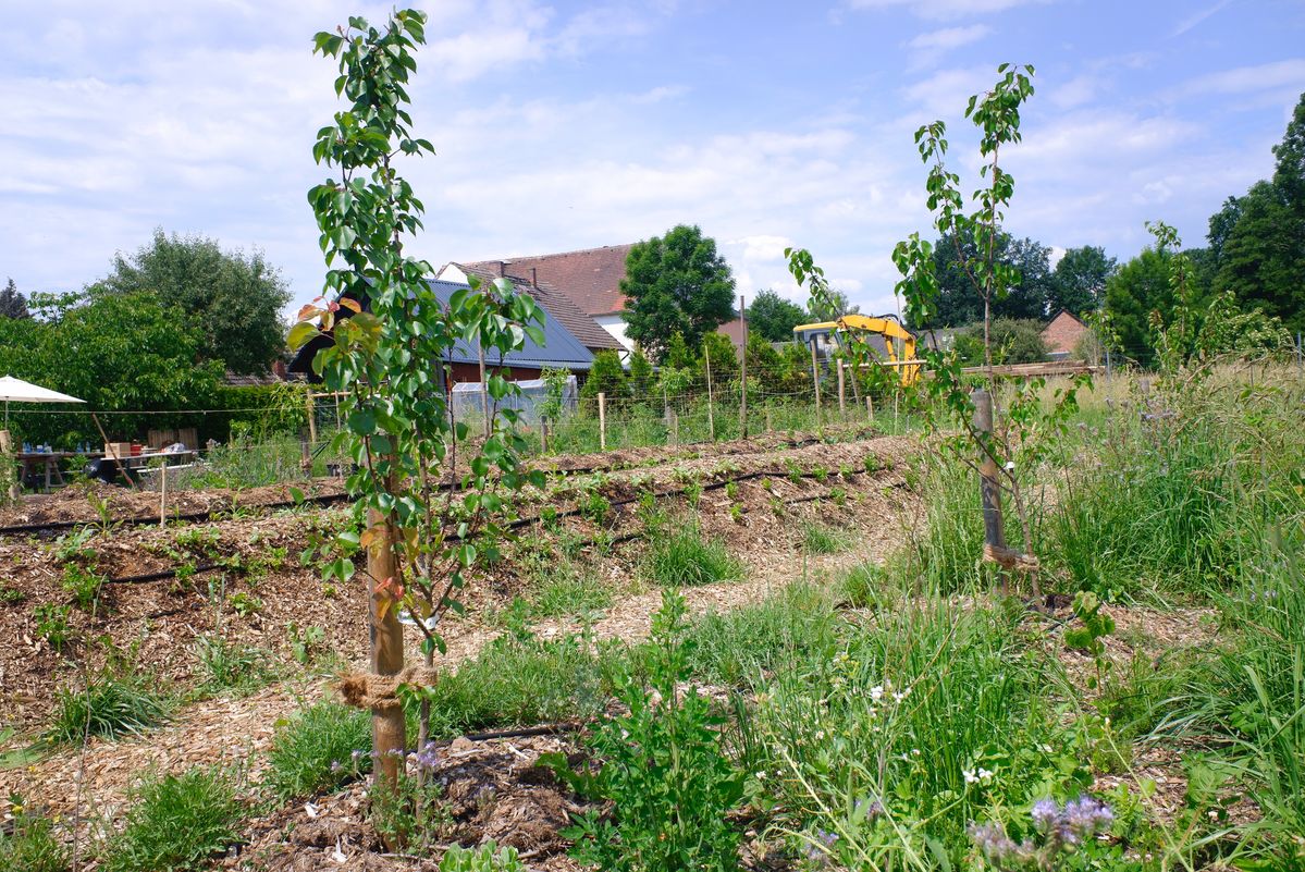 成長途中の木々
