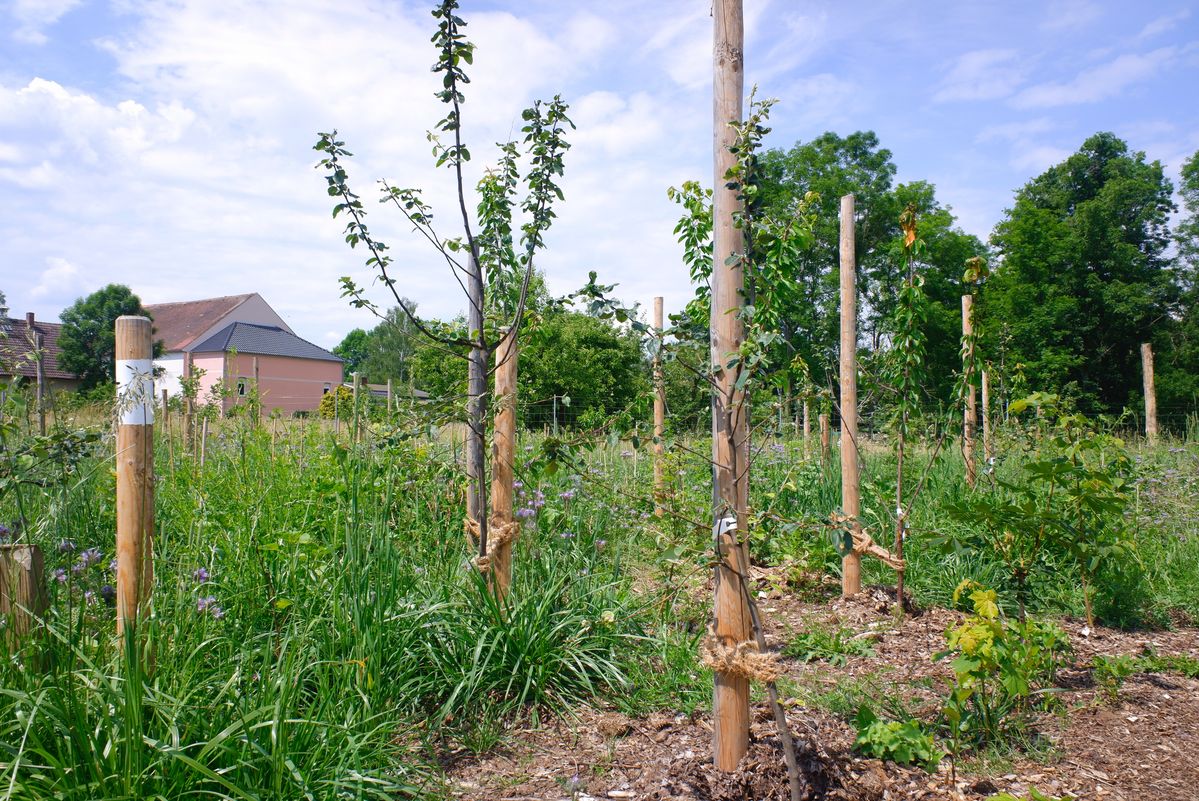 成長途中の木々