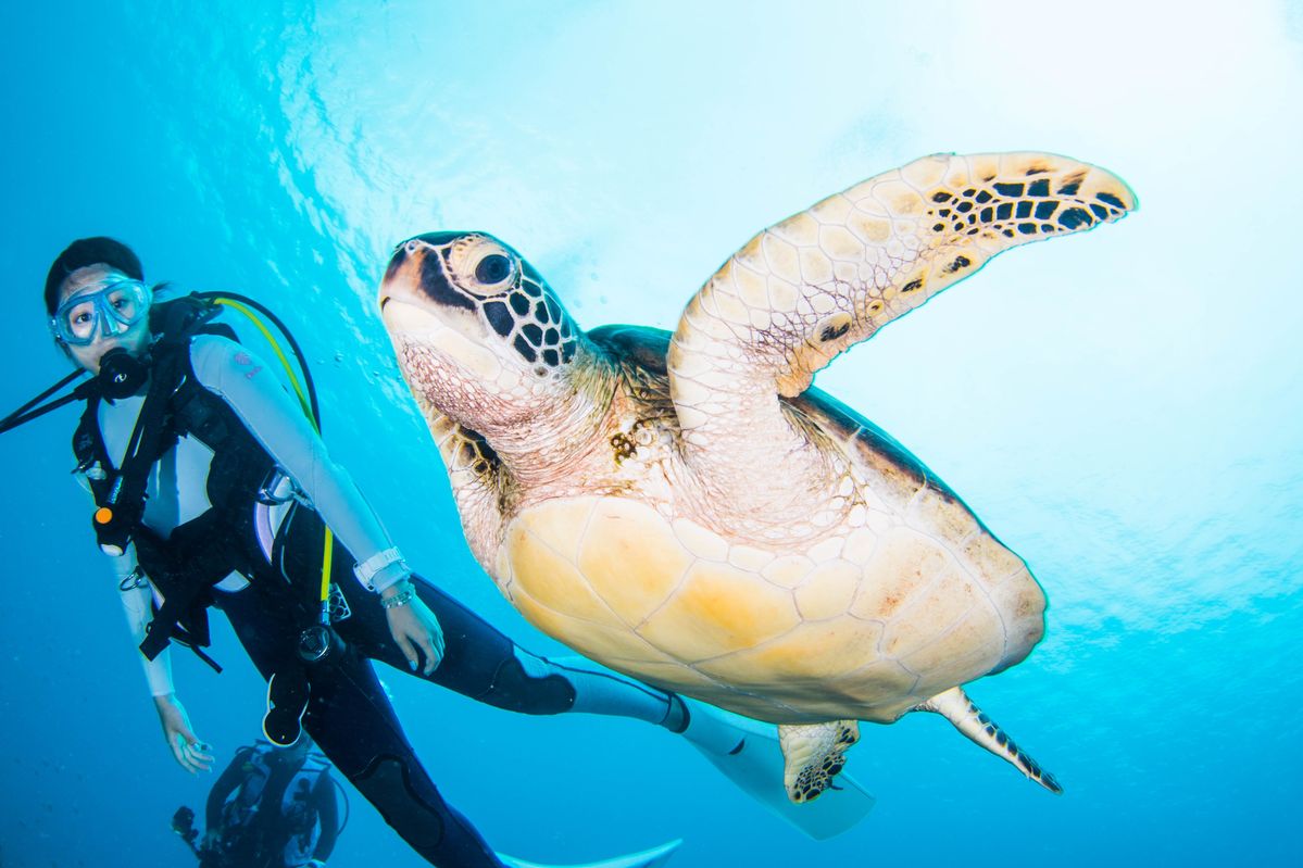 ウミガメと泳ぐ姿