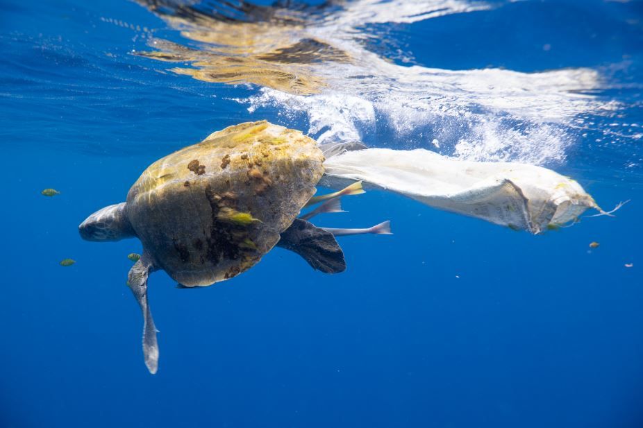 ビニールが巻きつくウミガメ