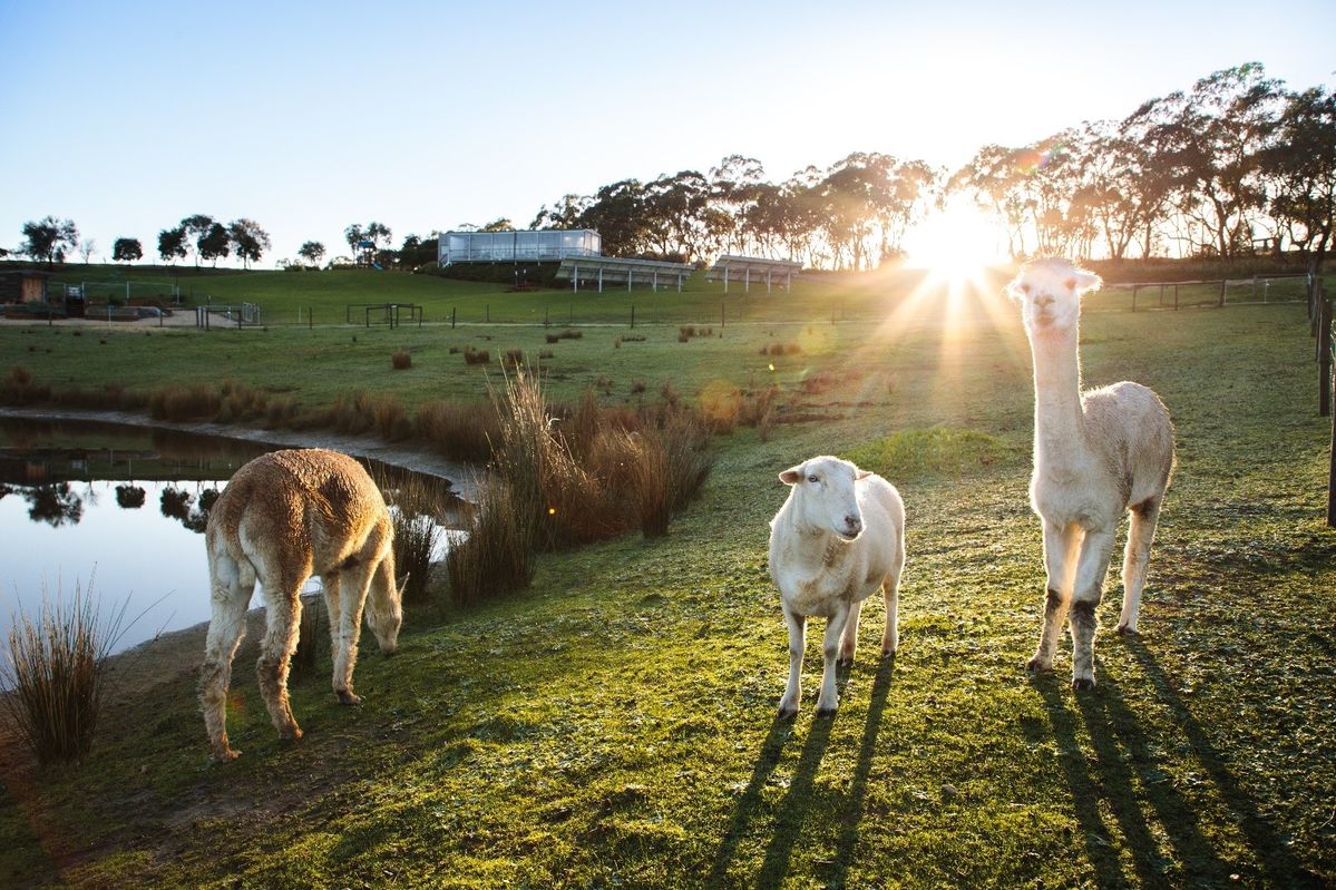 オーストラリアの草原の風景